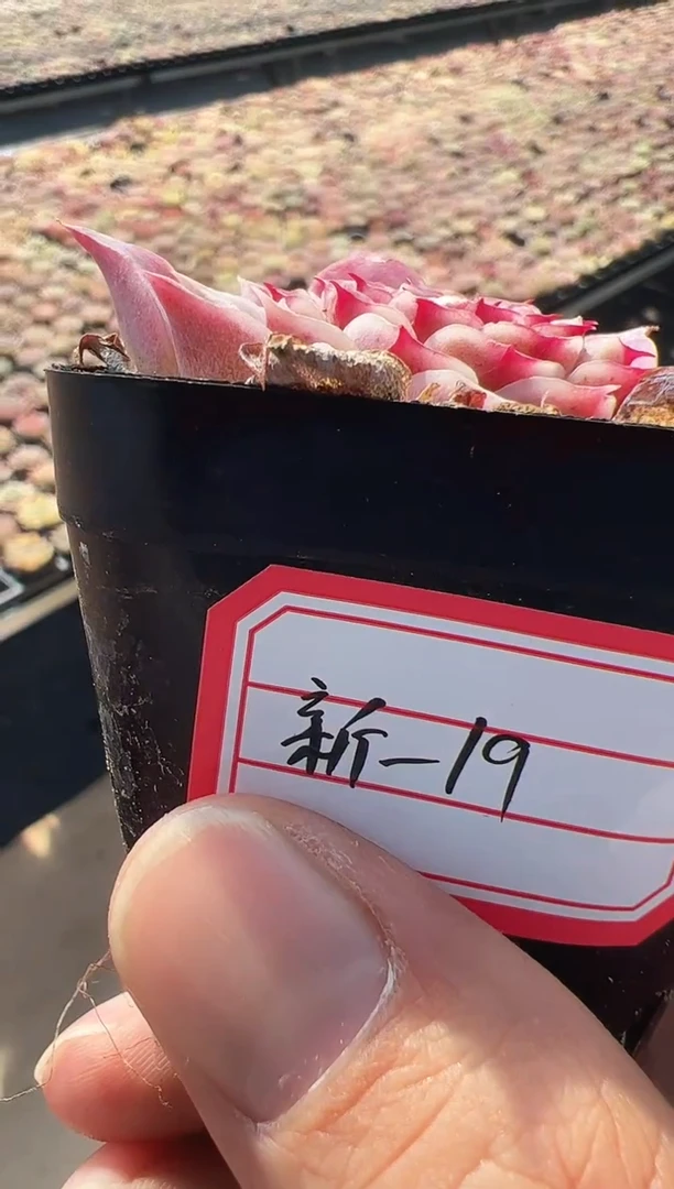 【闪购商品】新-19