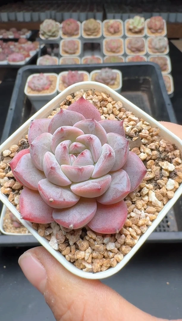 【闪购商品】264A号一物一拍多肉花卉植物拍3颗起发