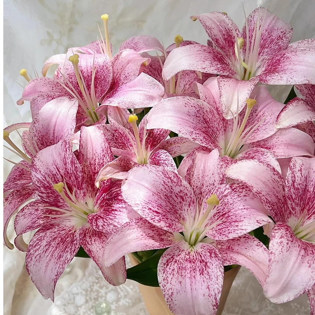 【粉天使】云南基地直发百合花鲜花插水养无香味亚百合室内鲜切花