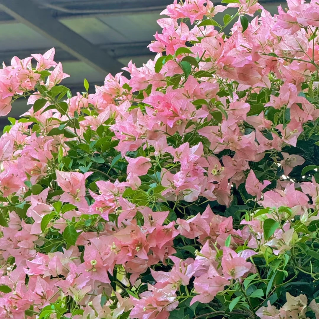 【卡亚塔】三角梅勤花爆花四季开花窗台爬藤美观花卉带盆带土带鲜花