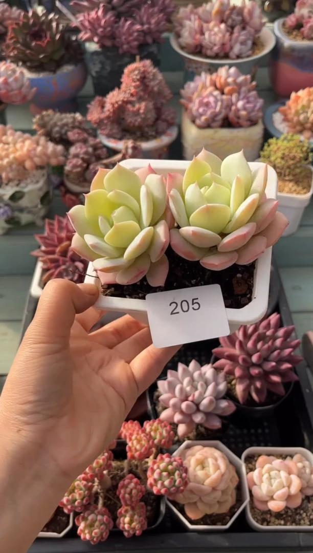 一**求205双头恋曲多肉