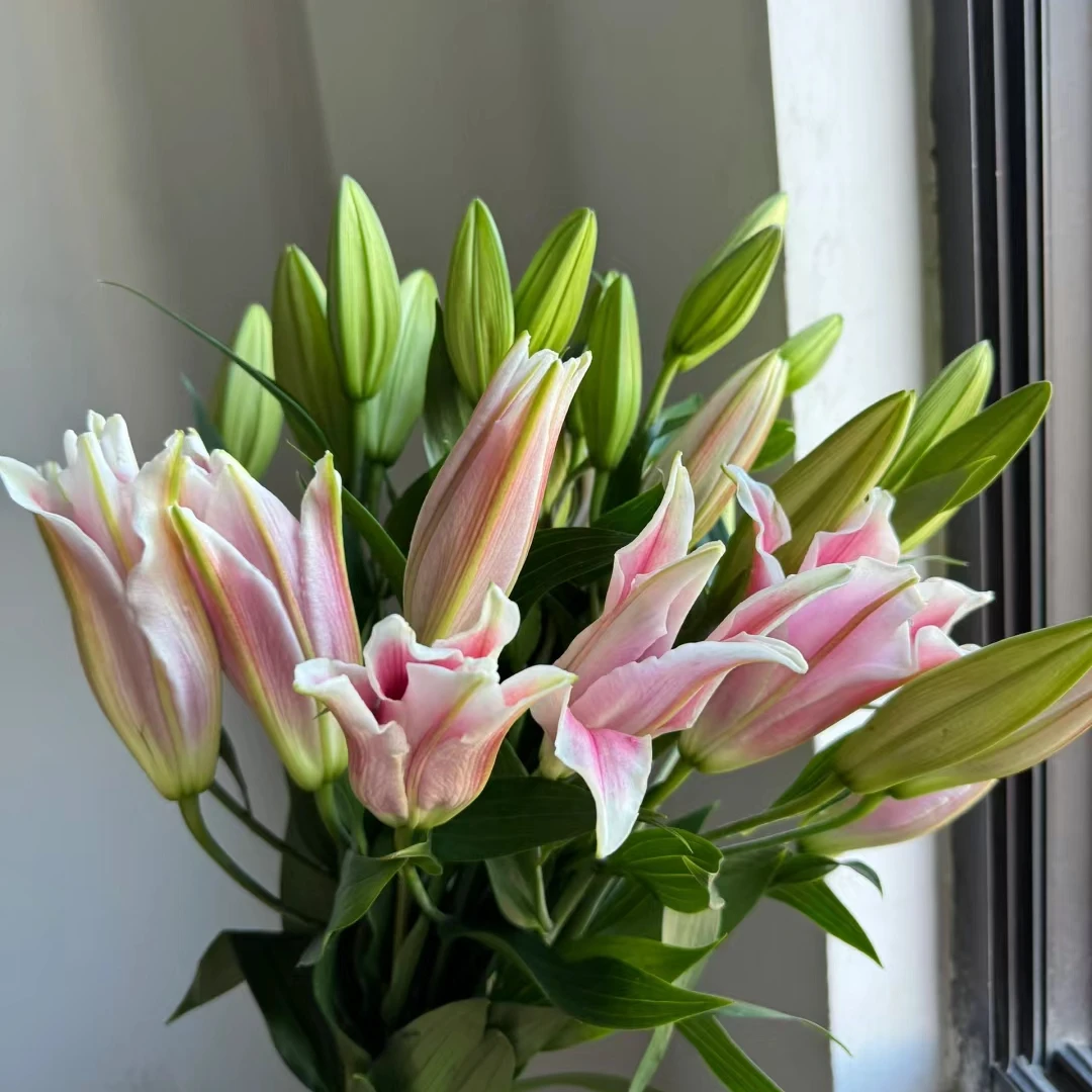 【粉红色百合】云南鲜花基地直发鲜切花香味水养 任意拍三单送花瓶