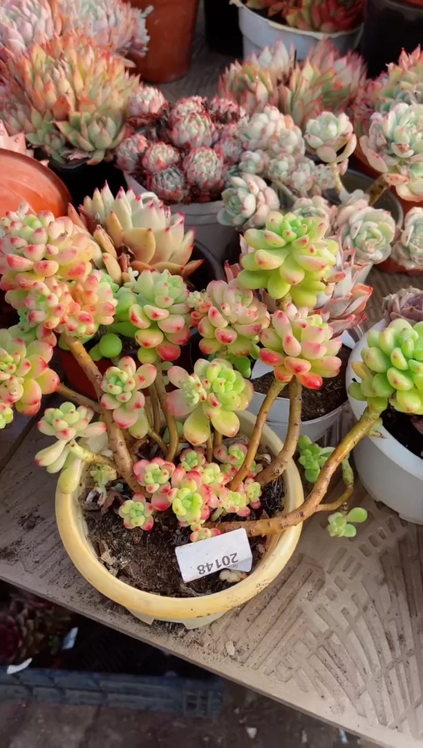 【闪购商品】20148