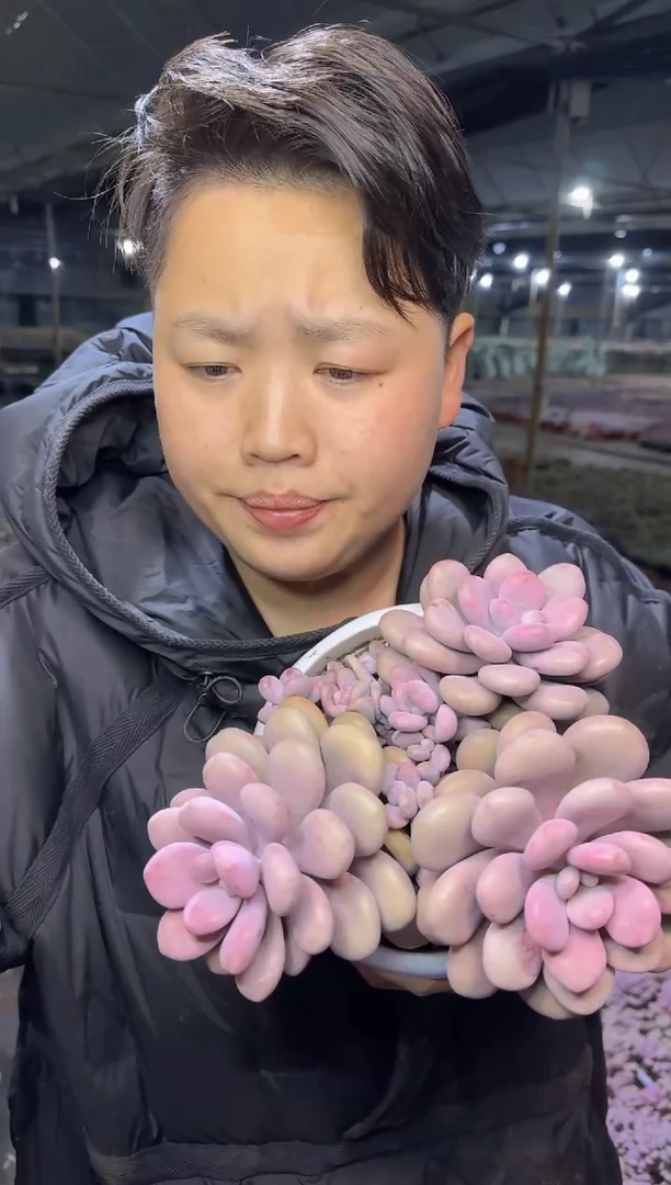 多头桃蛋群9.99