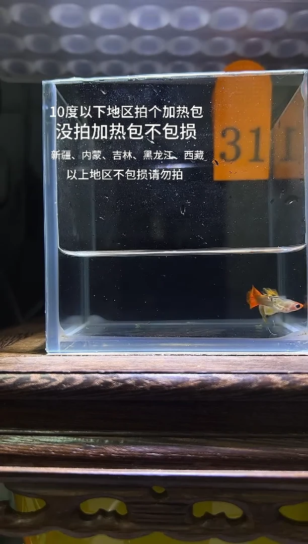 孔雀鱼虎斑玻璃猫c编号31