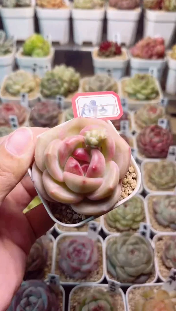 A937月魄一物一拍