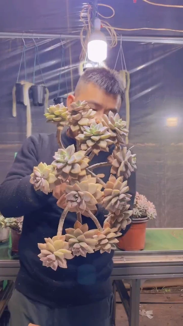 148淡雪缀化一物一拍