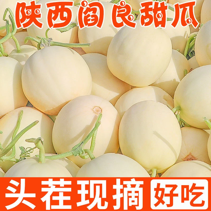 彩箱【御品一园】陕西阎良甜瓜正宗新鲜水果白皮香瓜蜜瓜