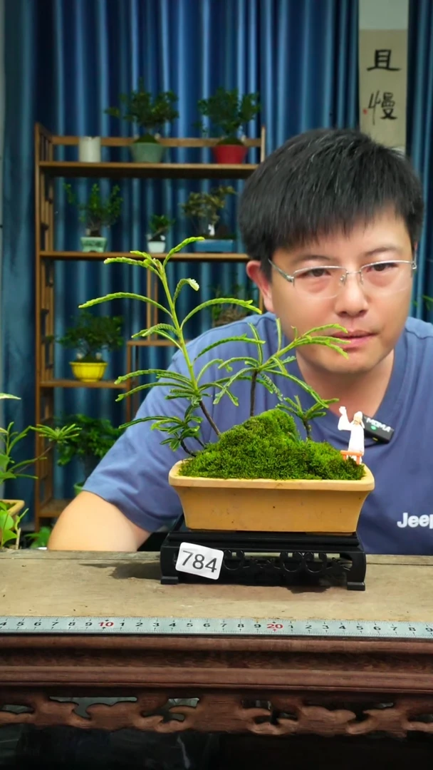 无花朵用****8苔藓微景观784号