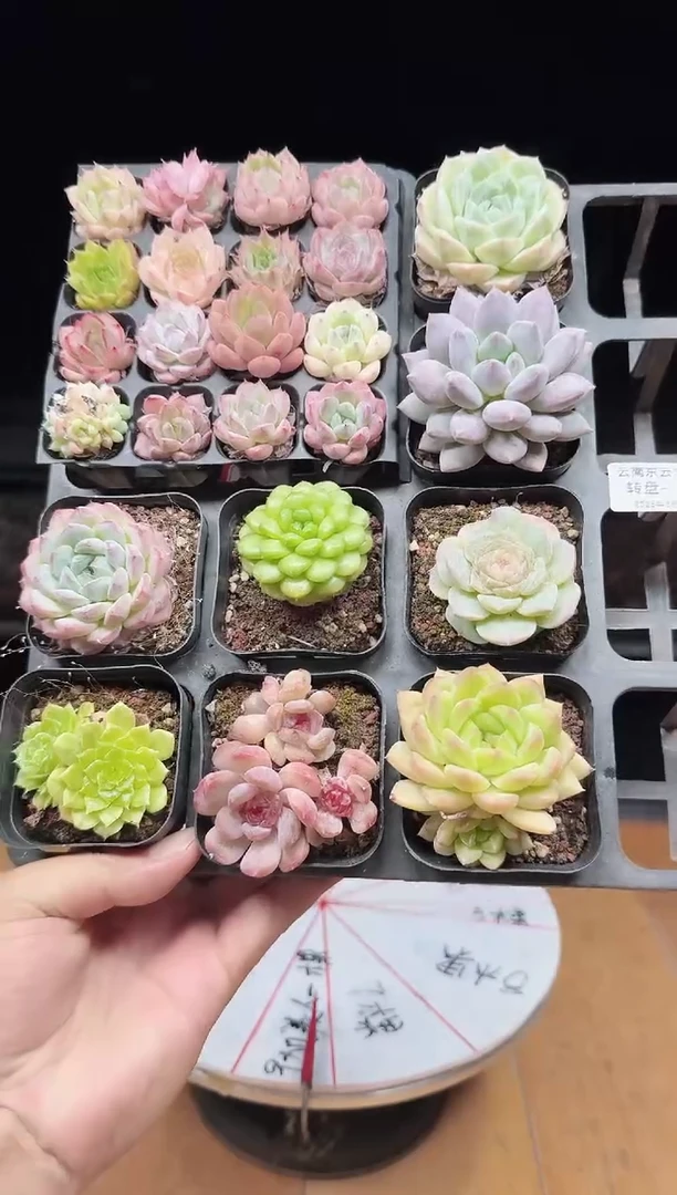 东云多肉园 转盘-38