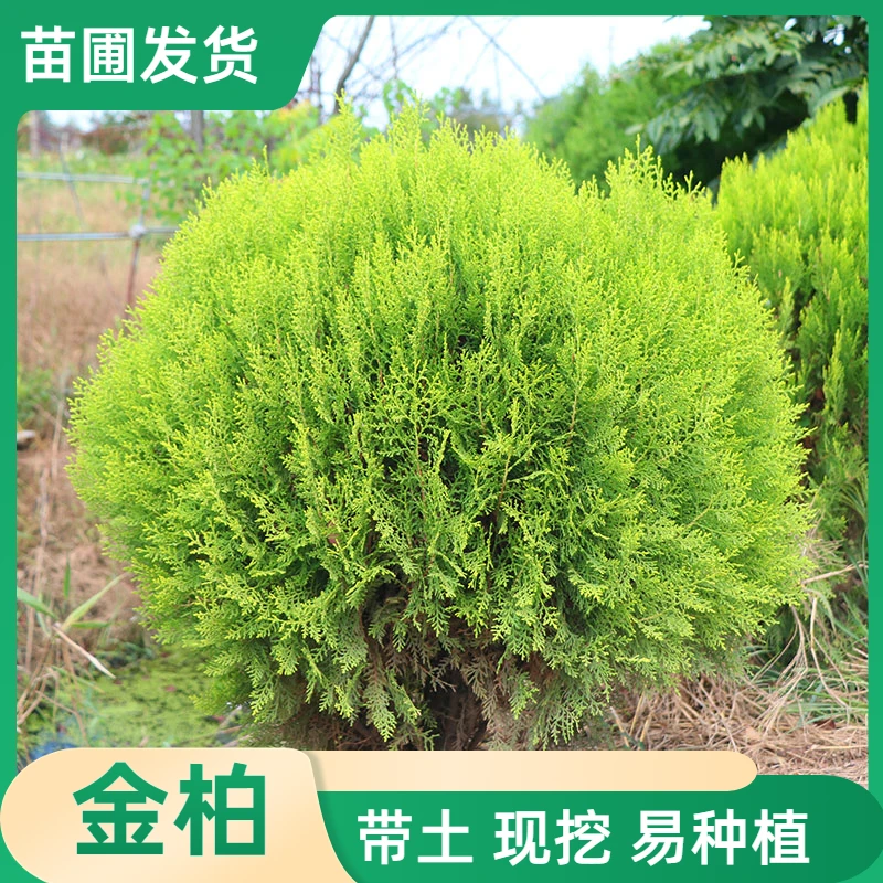 洒金柏香松盆栽四季常绿耐寒植物庭院阳台室内外绿植好养活