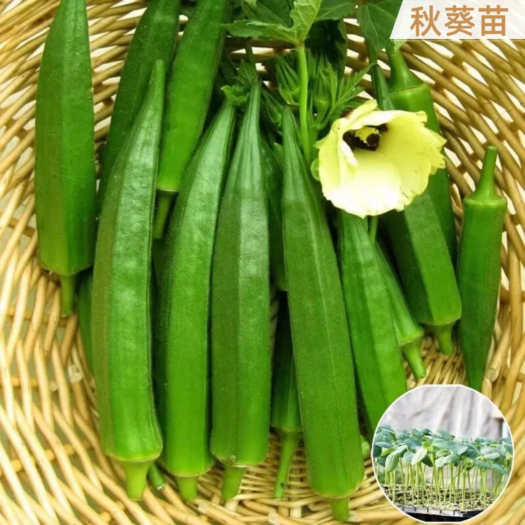 秋葵秧苗秋葵苗子水果秋葵苗菜秧苗阳台盆栽菜园种植