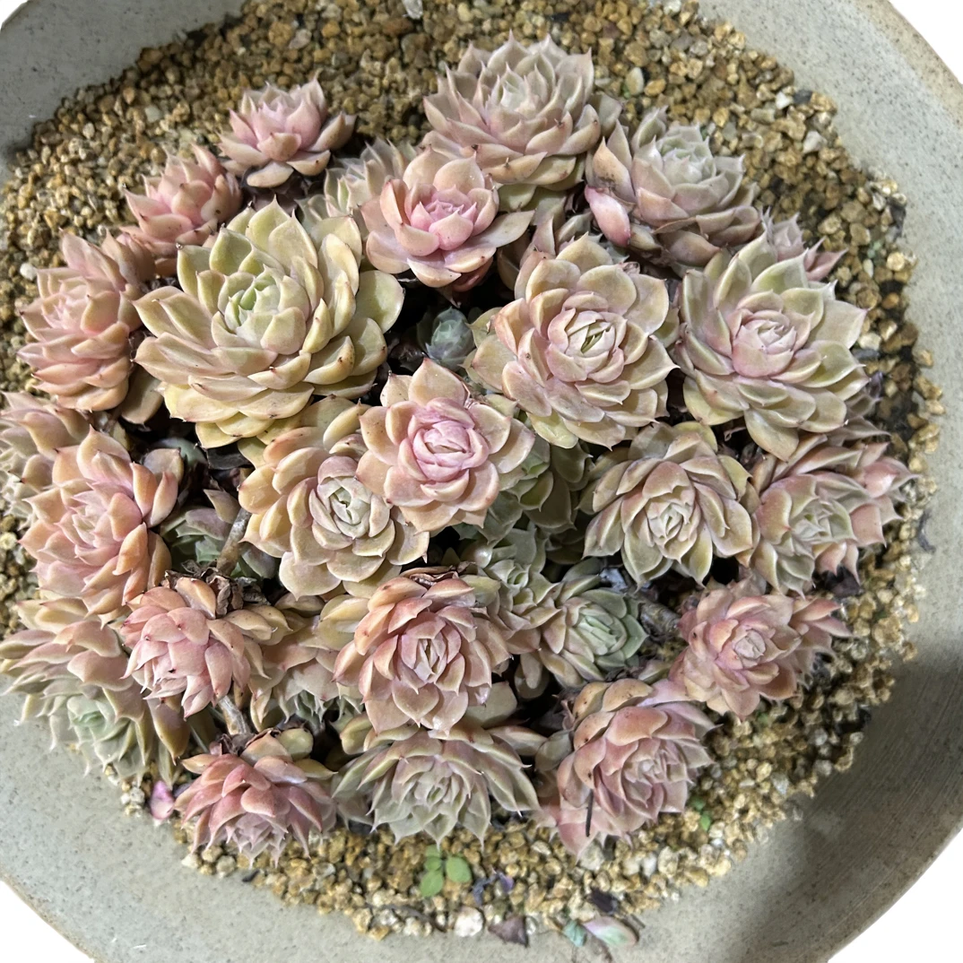 粉昂斯诺）整装老桩飘枝盆栽盆景多肉