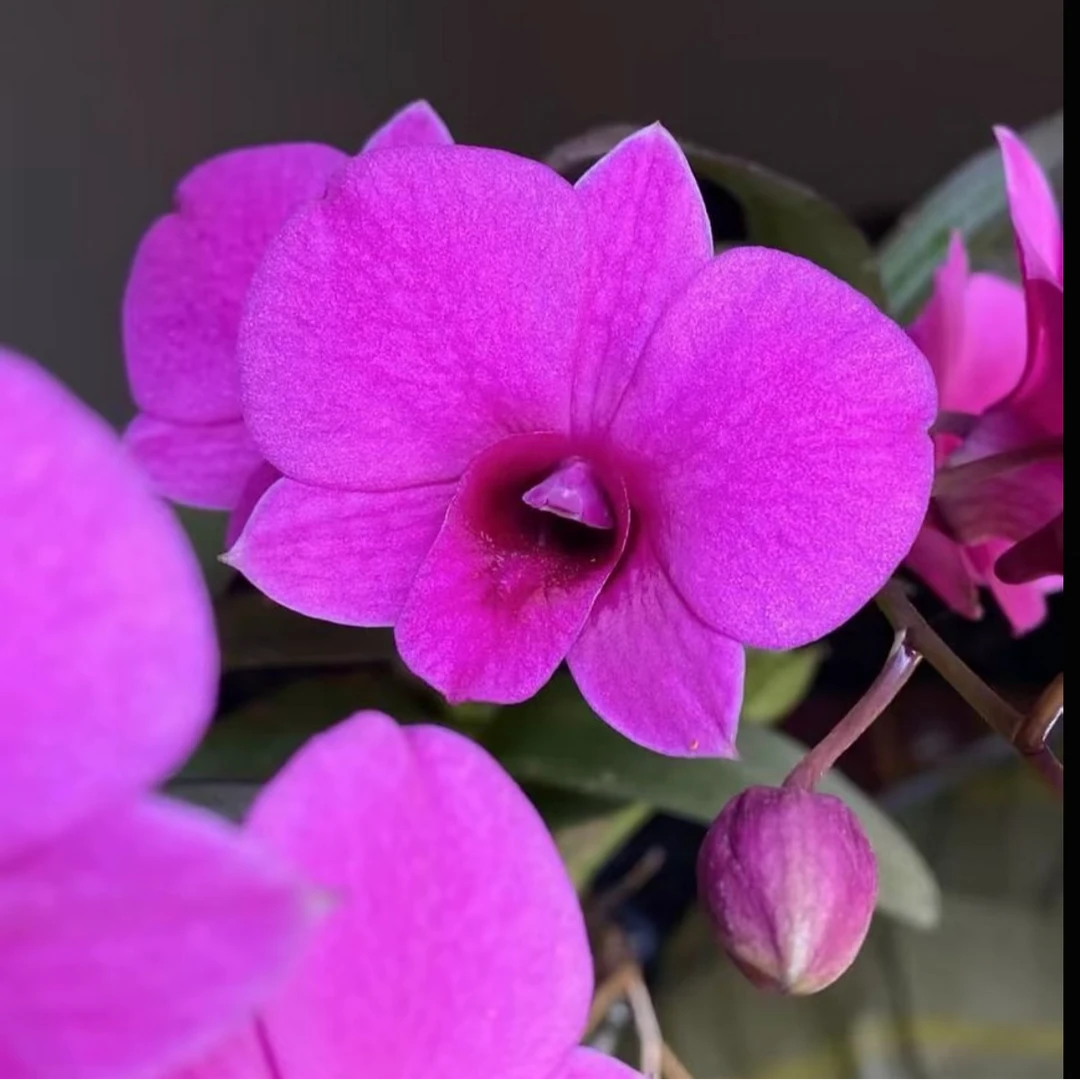 【红泼墨】朝阳秋石斛爆花好养花期长石斛兰四季开花家庭绿植盆栽