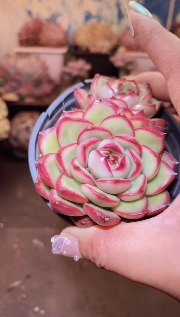 【闪购商品】300万宝龙多肉