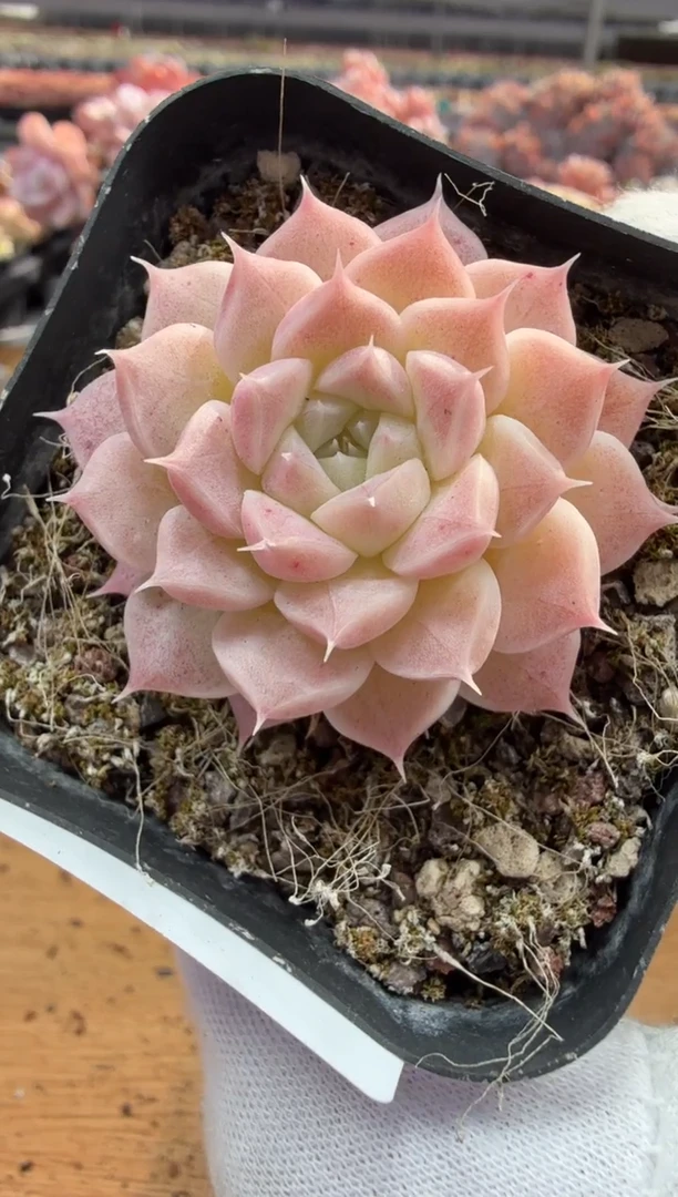 东云多肉园三店-80