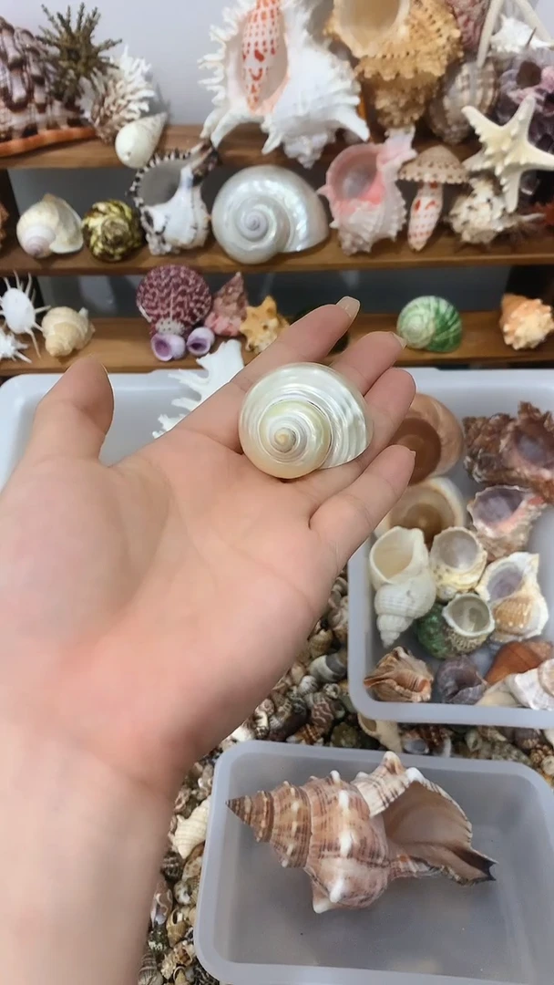 手工打磨荧光螺收藏