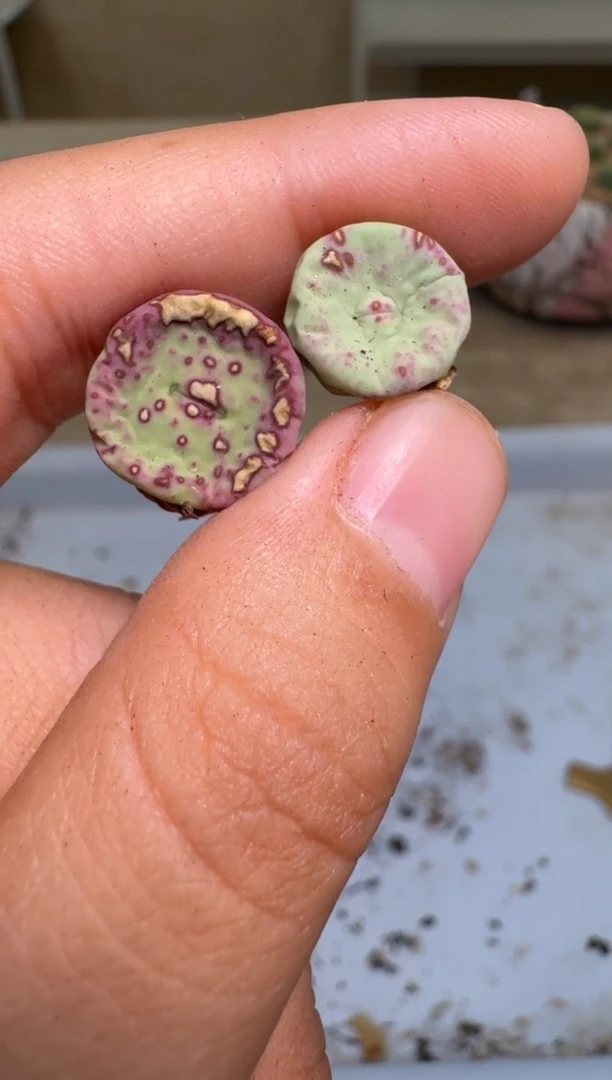 11-37多肉植物肉锥