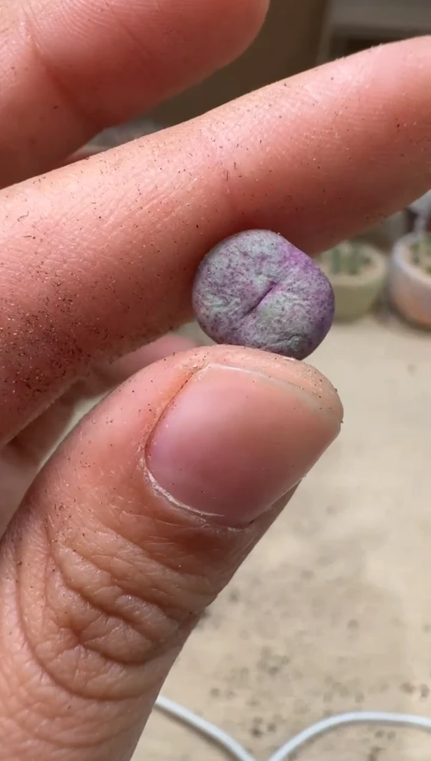 17-50多肉植物肉锥