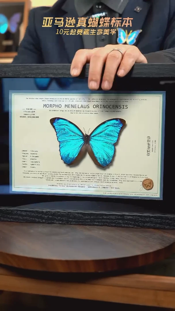 蝴蝶标本摆件竞拍大蓝闪蝶o亚g80