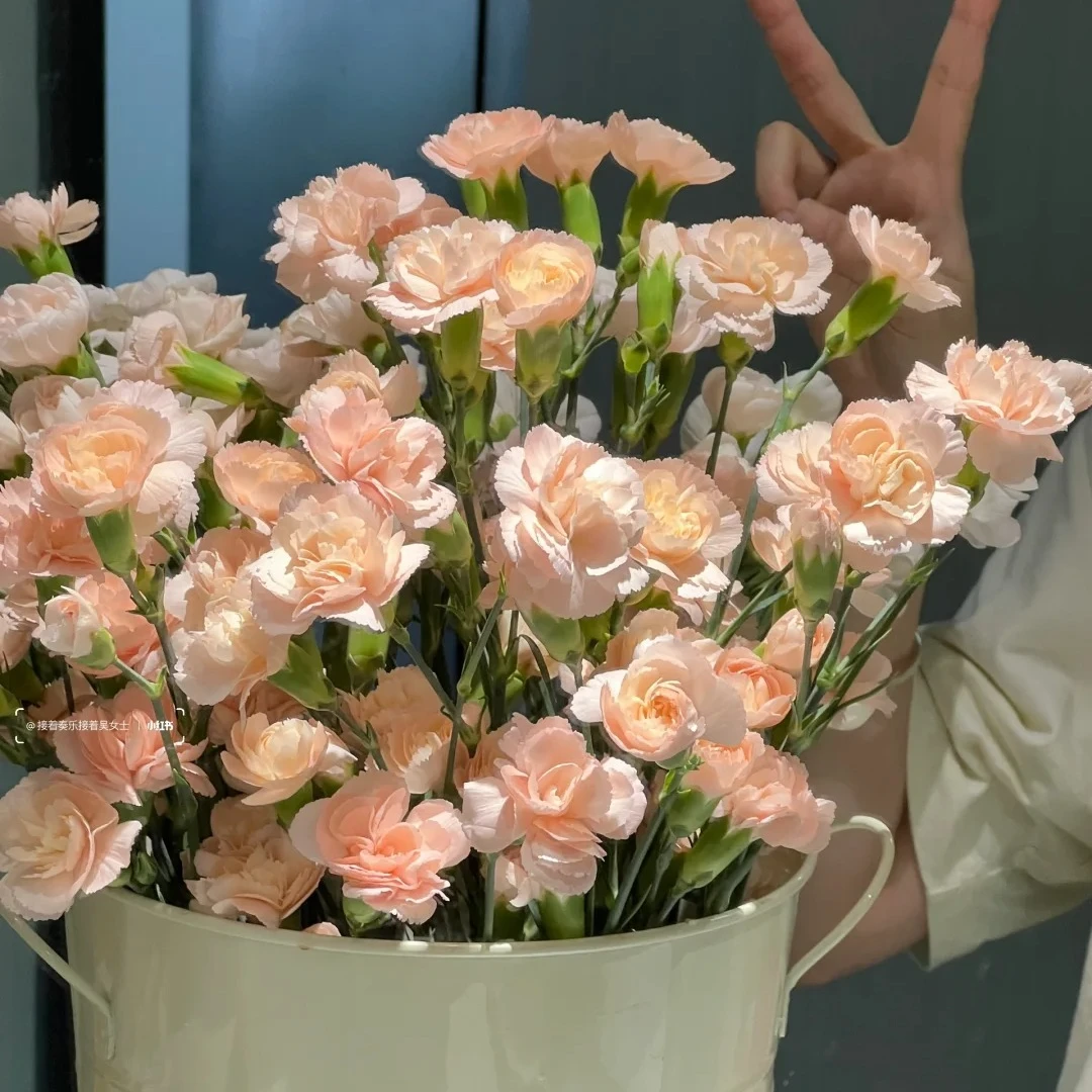 【莫言多丁康乃馨】云南基地现采现发 一单中通两单顺丰