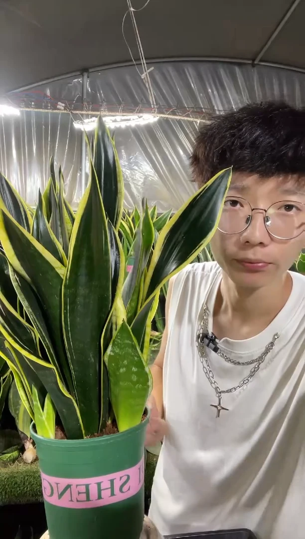 多颗霸王兰带盆土27.8