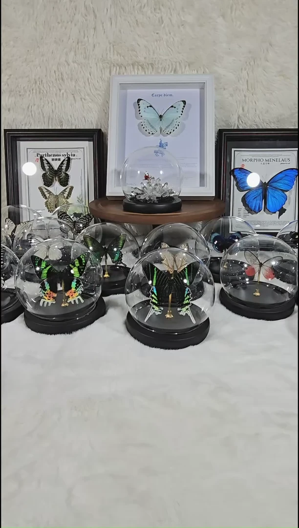 太阳蛾真实蝴蝶标本水晶球送朋友