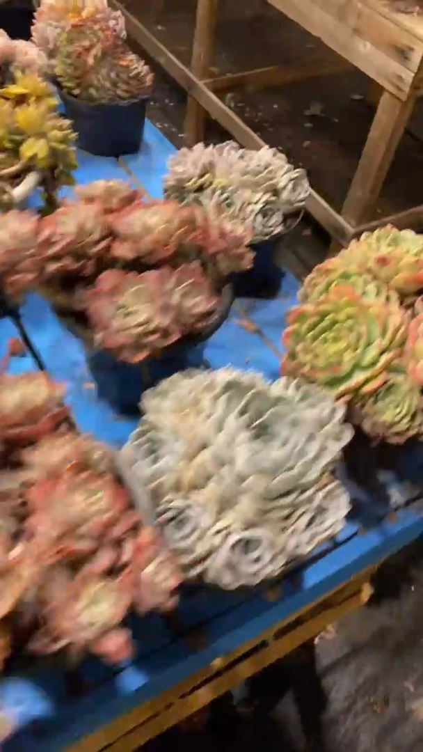 【闪购商品】1448