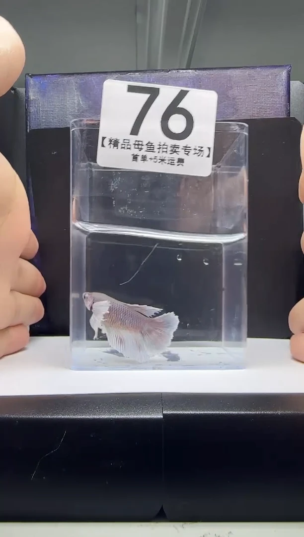 斗鱼母鱼编号：76