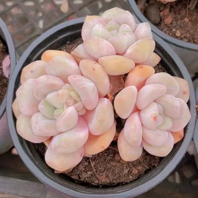 花玉（多肉植物）满19.9包邮 云南基地源头直发新手好养