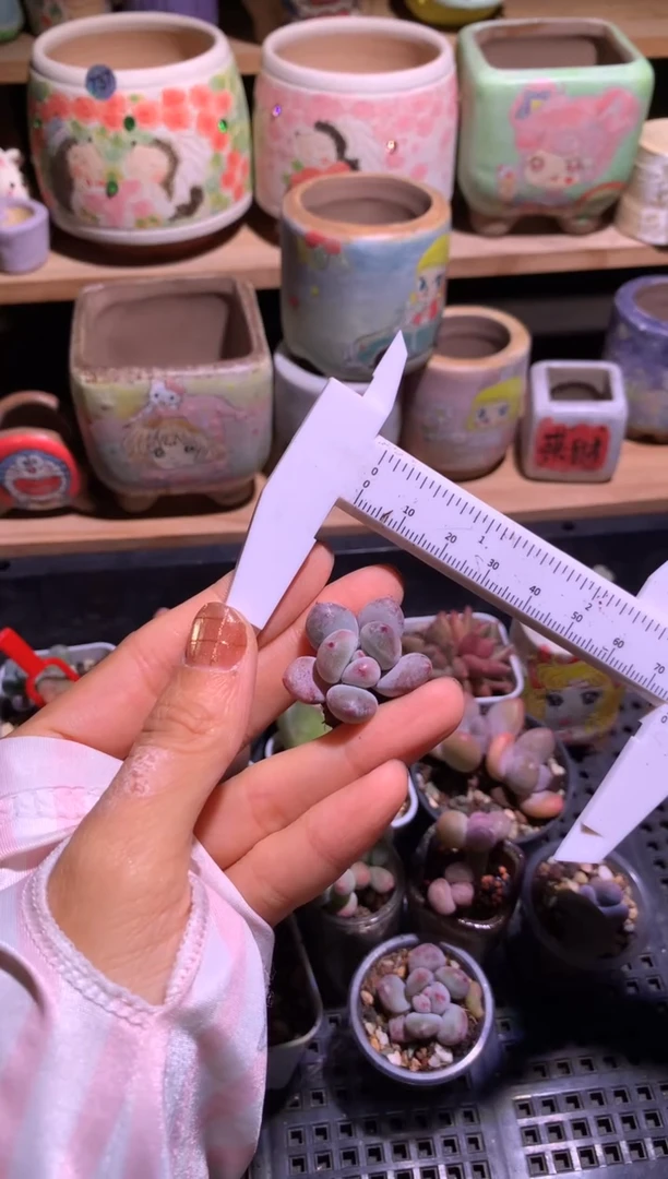 雪奶酪多肉新品哈哈