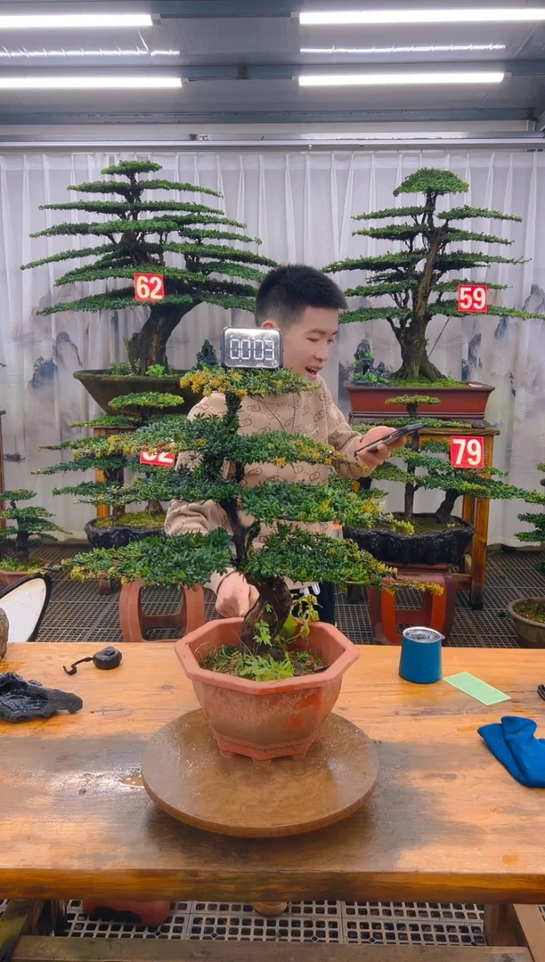 无花朵精品盆景直播间一物一拍