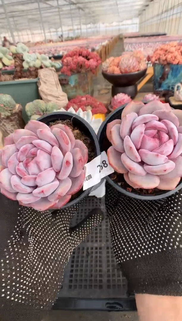 【闪购商品】258星影两棵 一物一拍