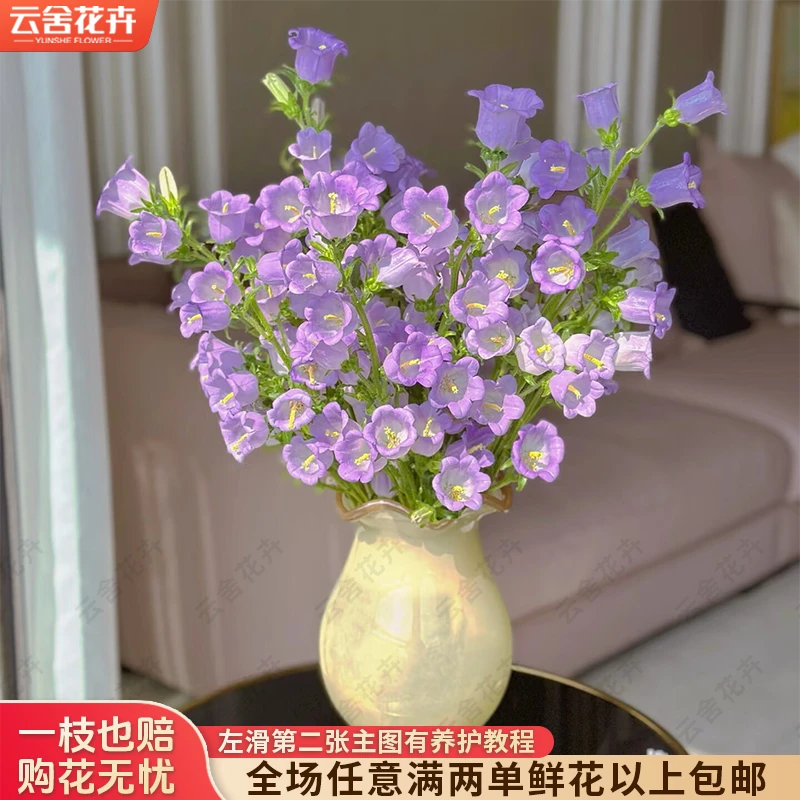 【云舍花卉】【紫色风铃】一份 全场鲜花任意满两单及以上包邮发货