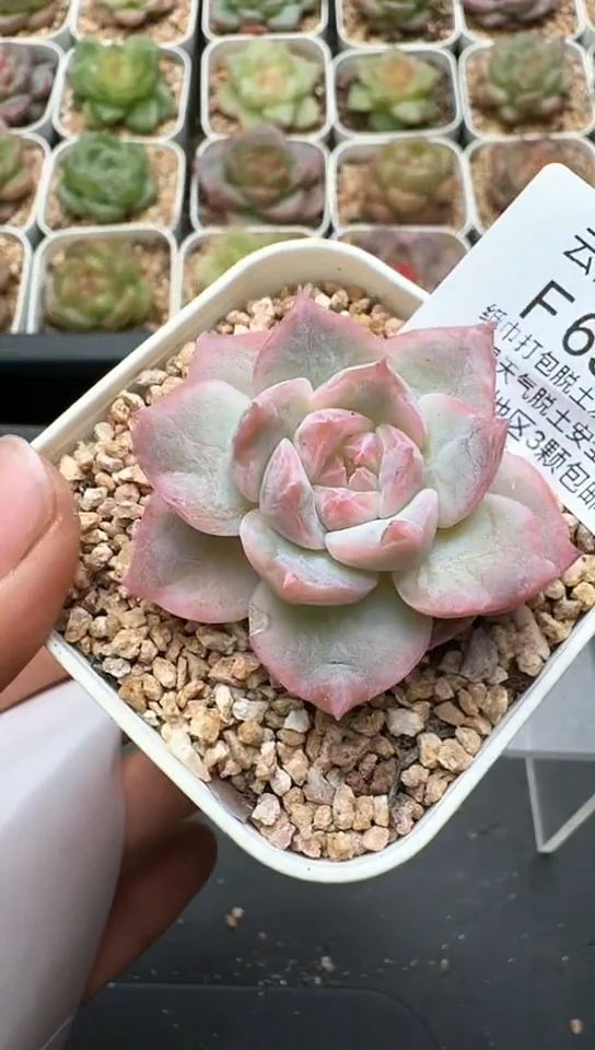 632F云禹多肉植物 默认脱土纸巾打包 3颗包邮
