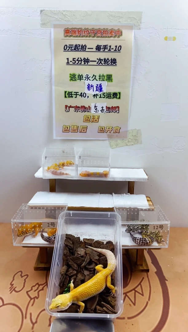 豹纹守宫豹纹守宫幼苗亚成体成体肥尾