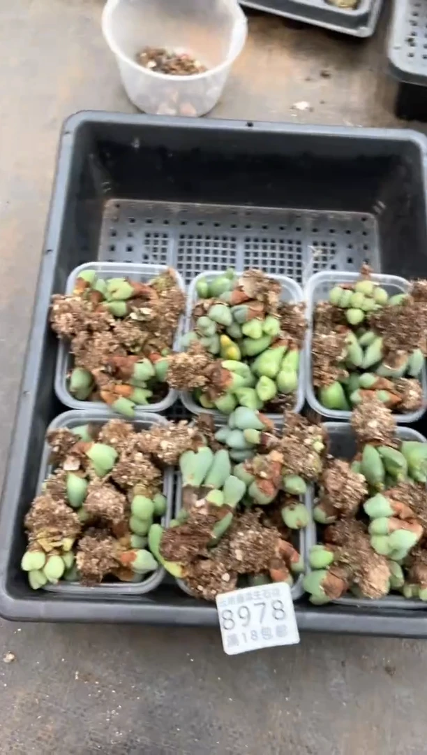 【闪购商品】8978特价少将发货1盒微瑕疤痕量拍