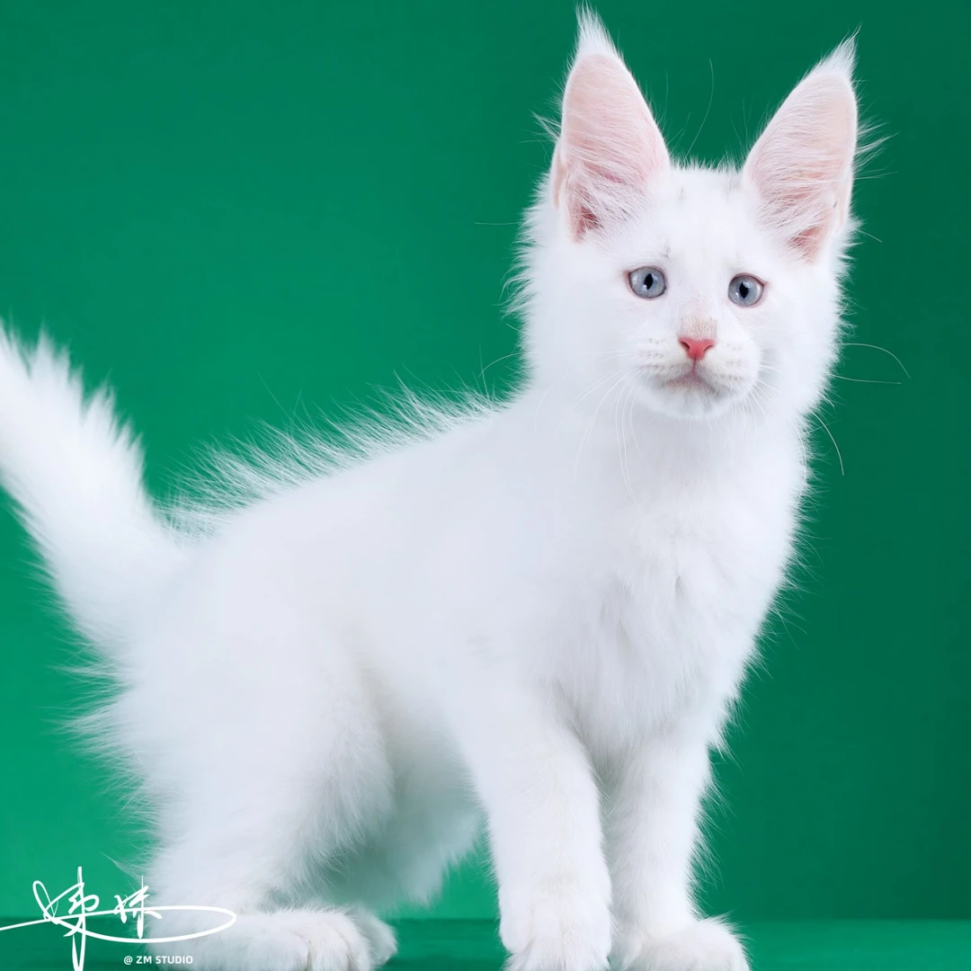 来了姊妹-纯白缅因猫 弟弟 36