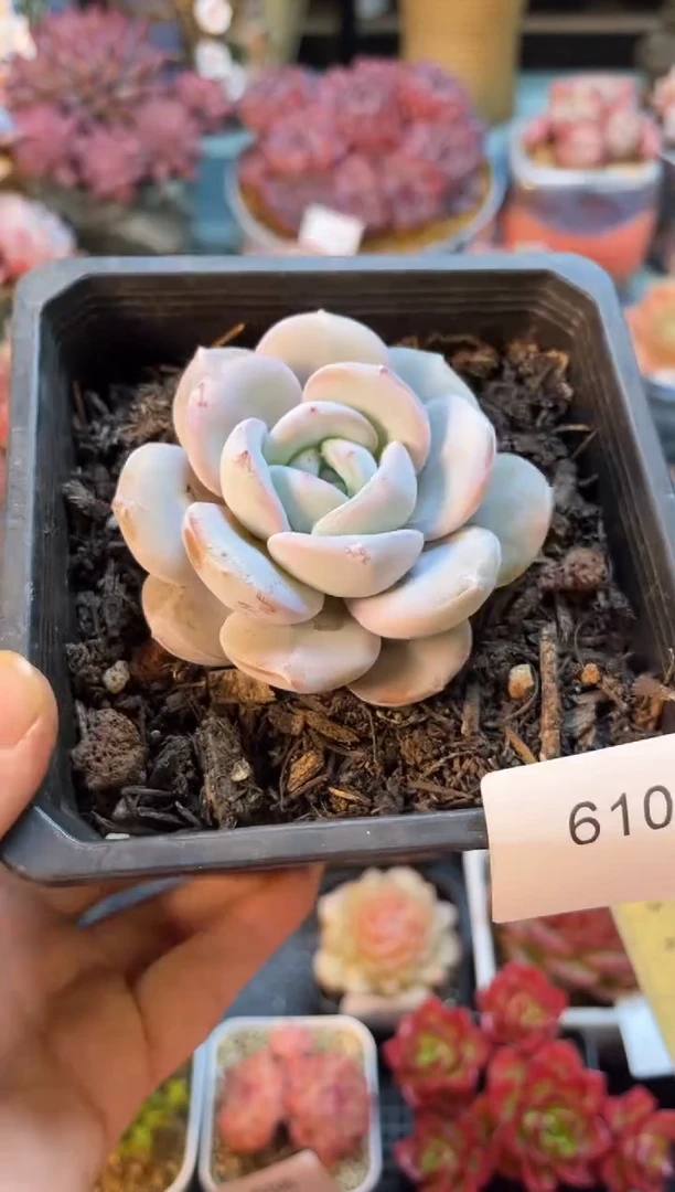 610单头奶茶多肉