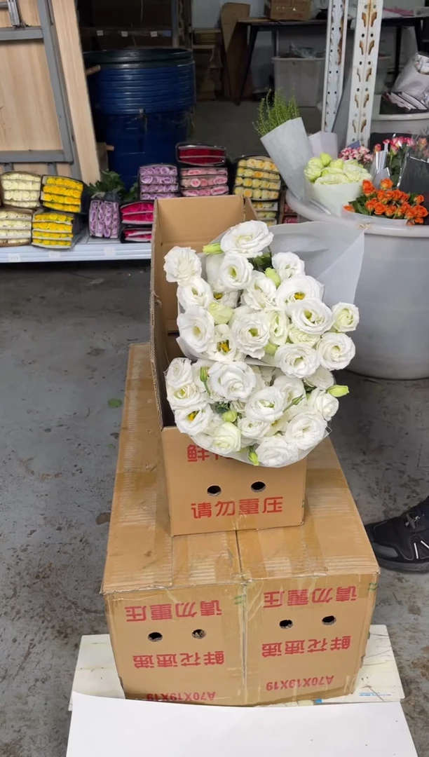 白色洋桔梗800克