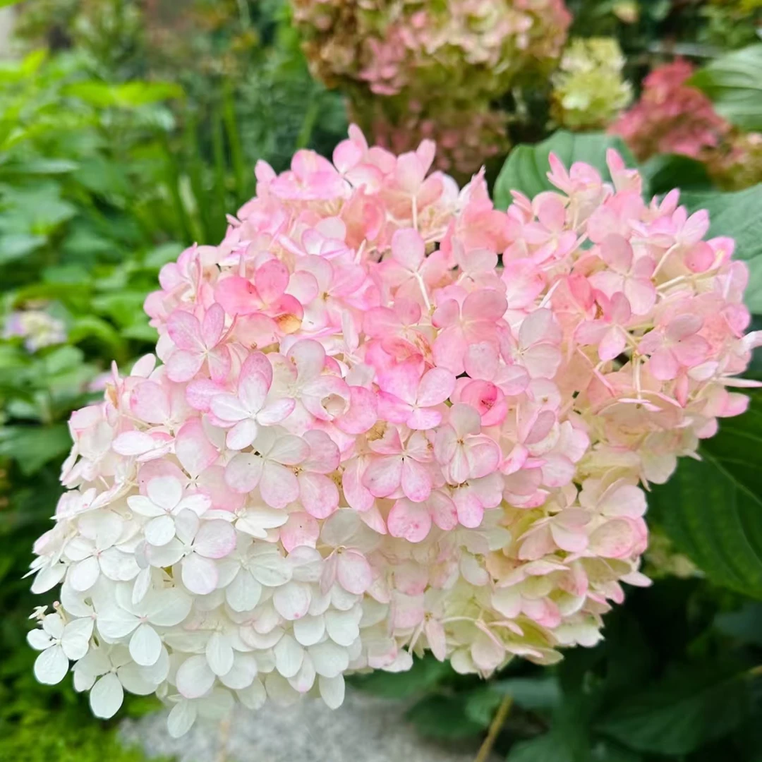 香草草莓  粉色 2加仑（沈） 无花苞发货 圆锥绣球 花卉盆栽