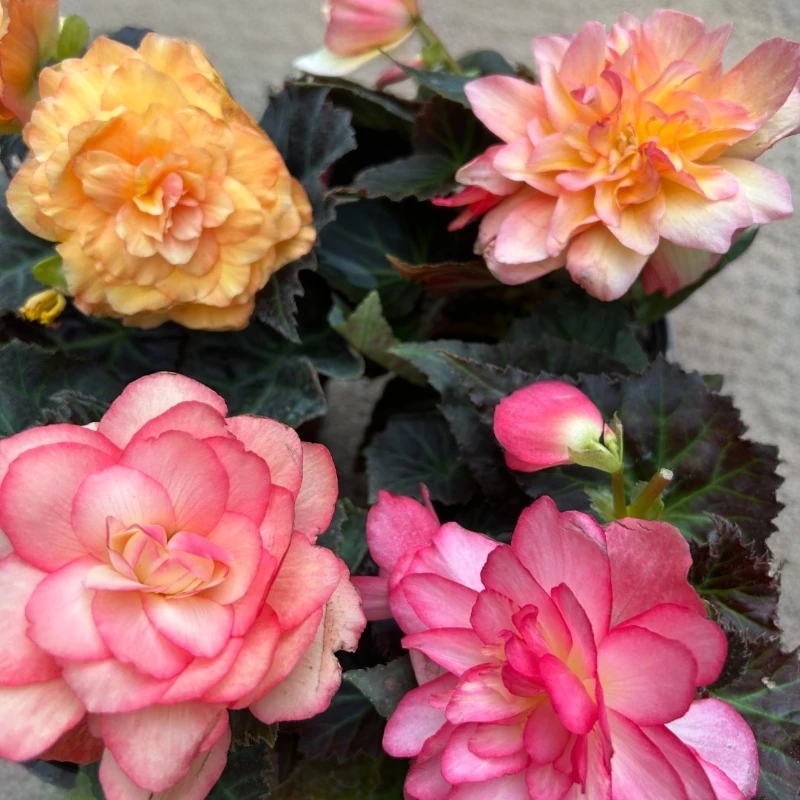 【夫妻海棠】球根四季开花（商品以直播间展示为准）