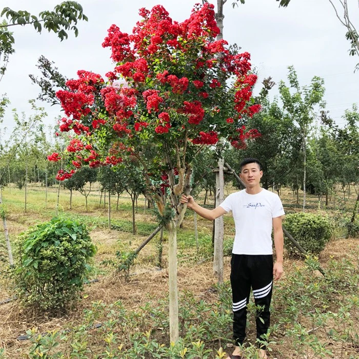 紫薇树苗百日红小苗庭院种植四季开花紫微风景红火箭老桩花苗耐寒