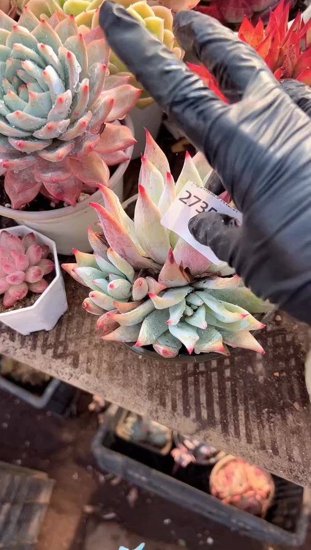 大****)多肉植物一物一拍27356