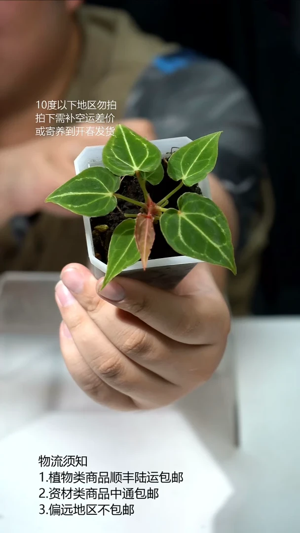 完全开放侏儒盾花烛