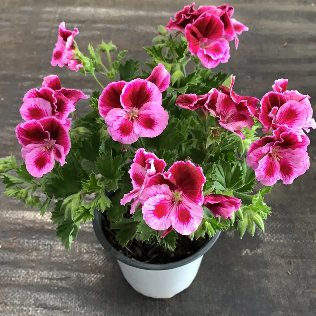 天竺葵盆栽花卉带花苞发货庭院绿植阳台四季开花不断好养