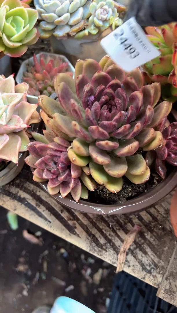 二***祥多肉植物一物一拍24493