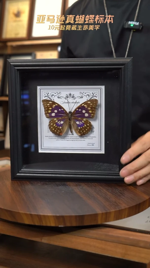 大紫蛱蝶盲盒版7寸欧式方框