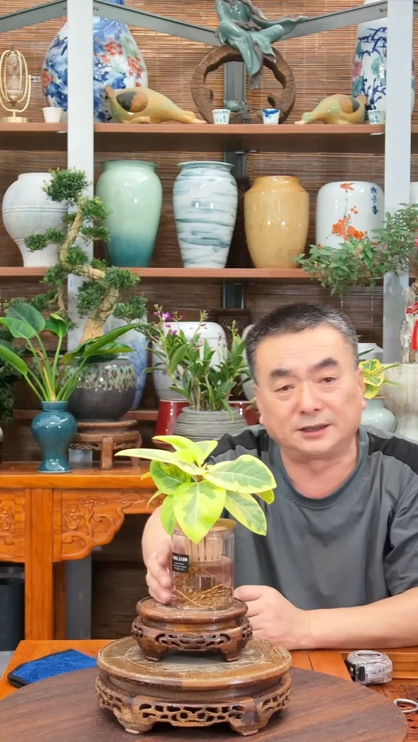 无花朵水之韵水培花叶富贵榕