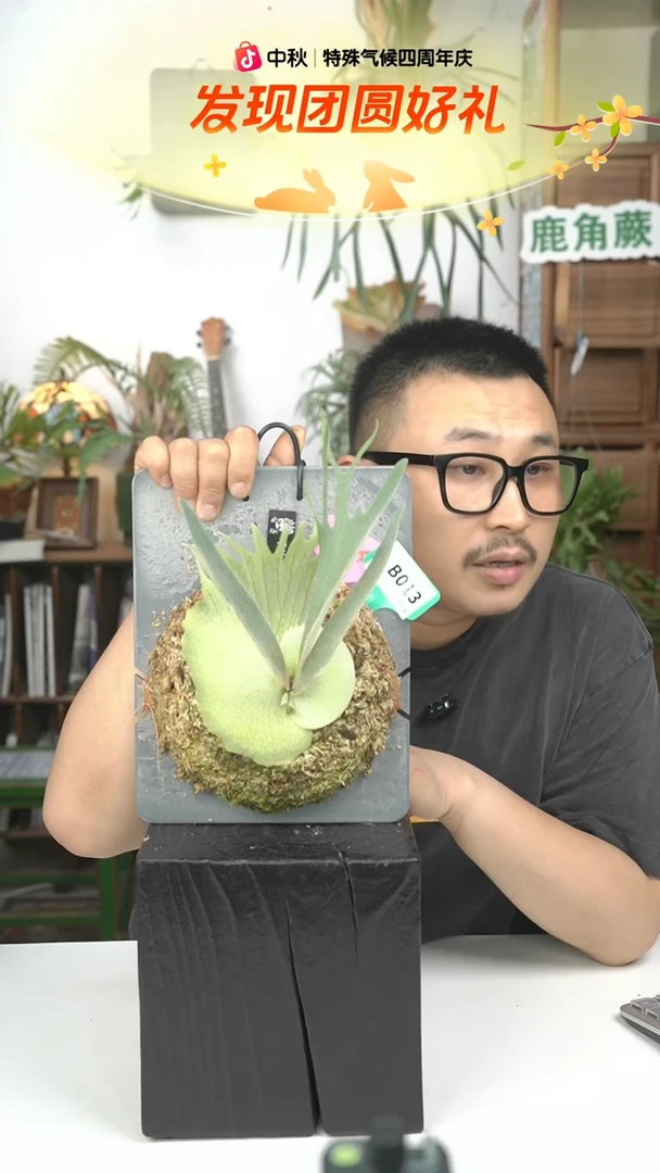 不开花植物B013-野银孢子苗